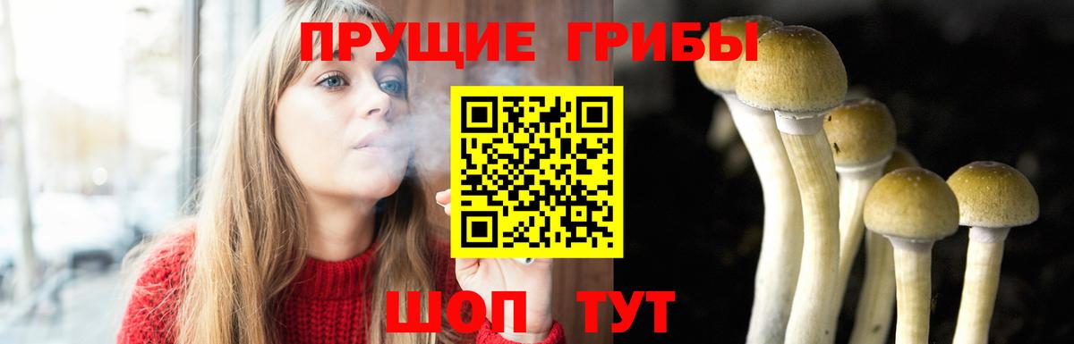 Псилоцибиновые грибы Psilocybine cubensis Гай
